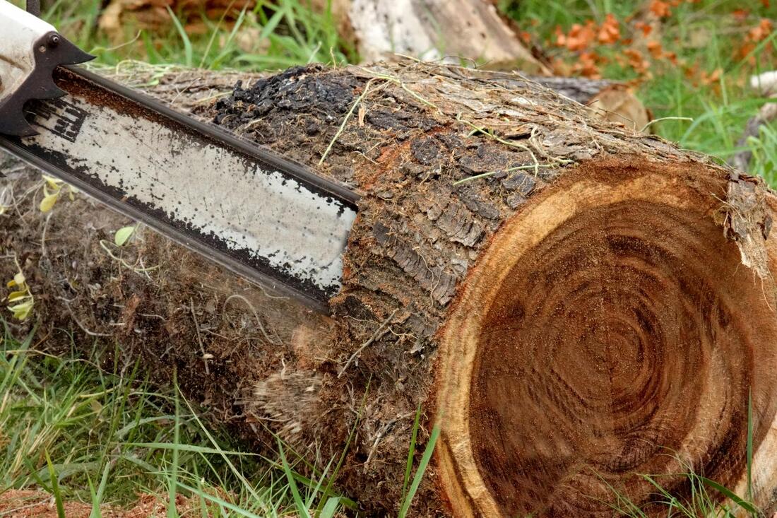 This is a picture of a chainsaw cutting a tree stump