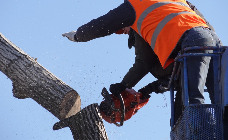 Guy in Folsom, California performing some tree cutting with a chainsaw