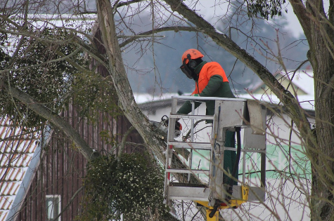 This is a picture of one of our tree pruning professionals pruning a large tree